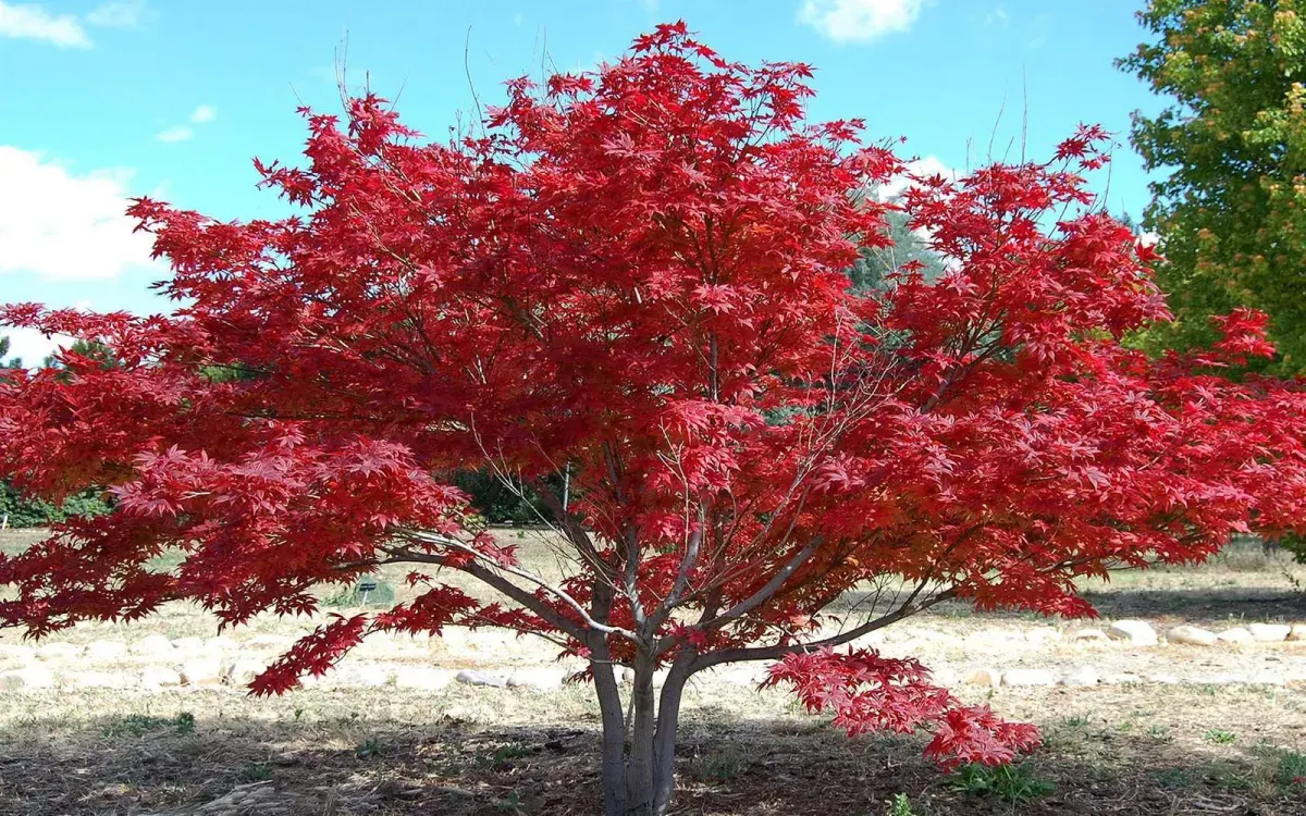 ACER palmatum / Érable du Japon - Photo 2