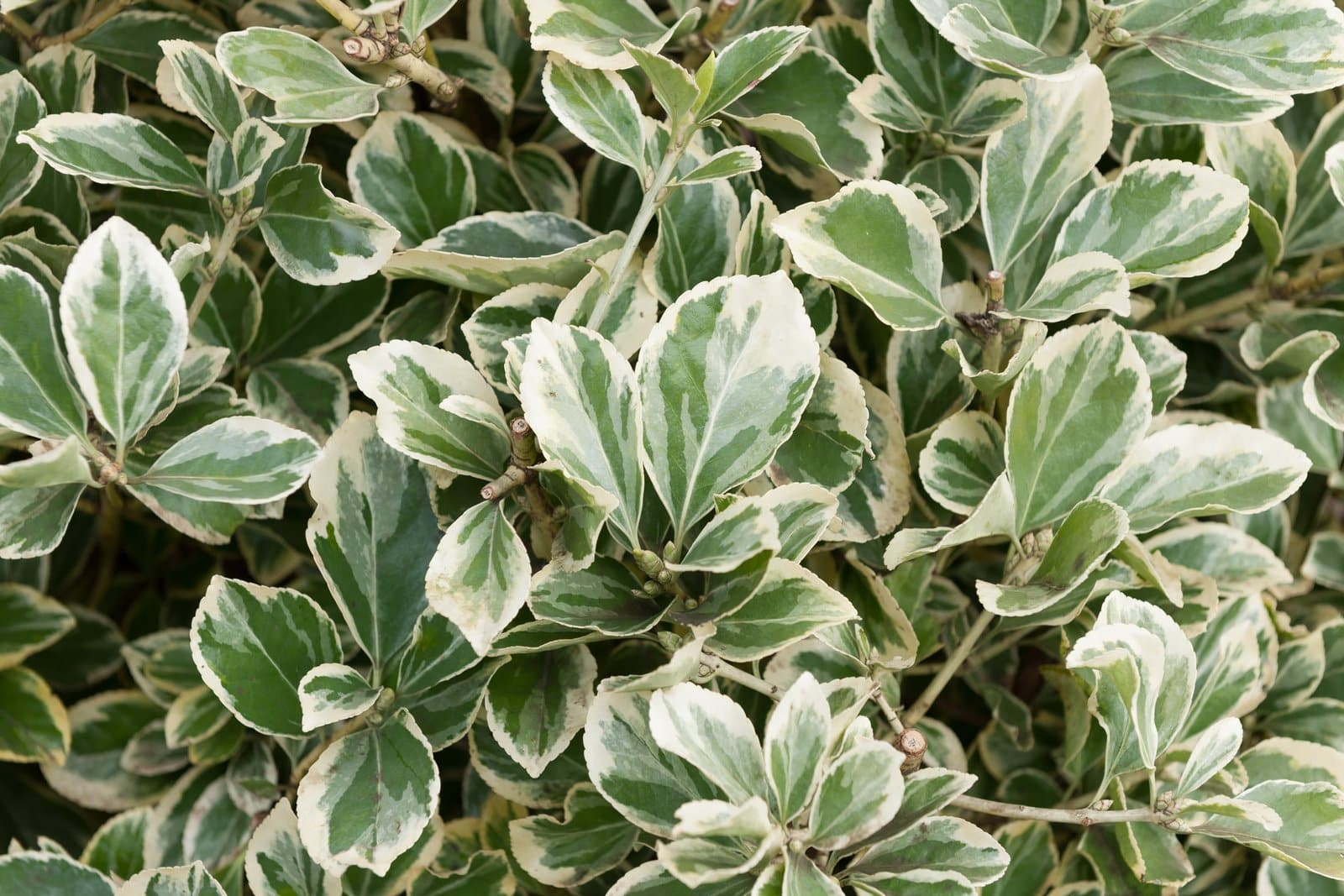 EUONYMUS japonicus ‘Président Gauthier’ / Fusain du Japon 'President Gauthier' - Photo 3