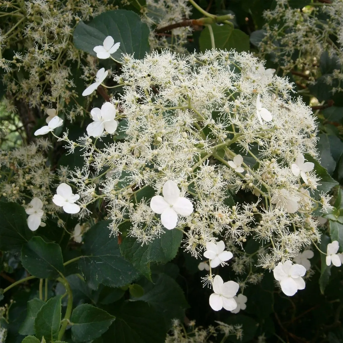 HYDRANGEA petiolaris / Hortensia grimpant - Photo 3