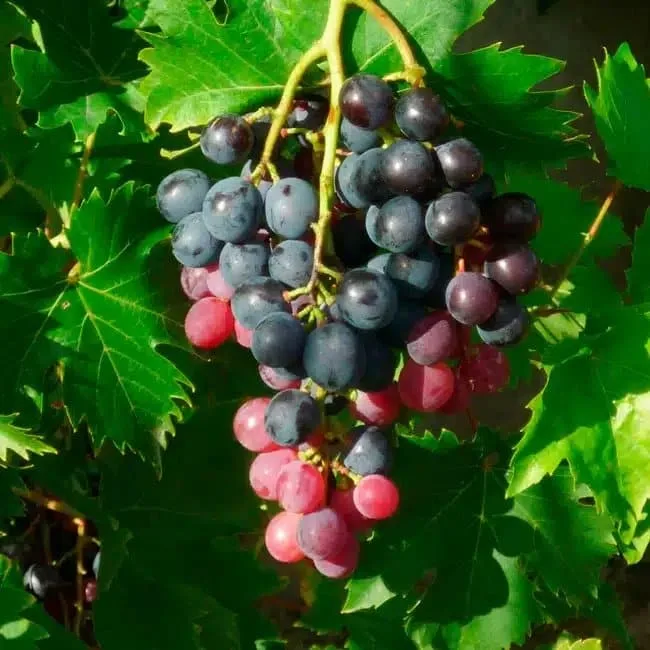 Vigne 'Ampelia® Aladin' - vitis vinifera