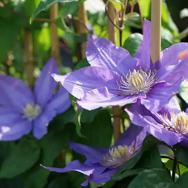 Clématite 'Vyvyan Pennell' - clematis - Photo 4