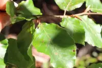 FAGUS sylvatica / Hêtre commun - Photo 1