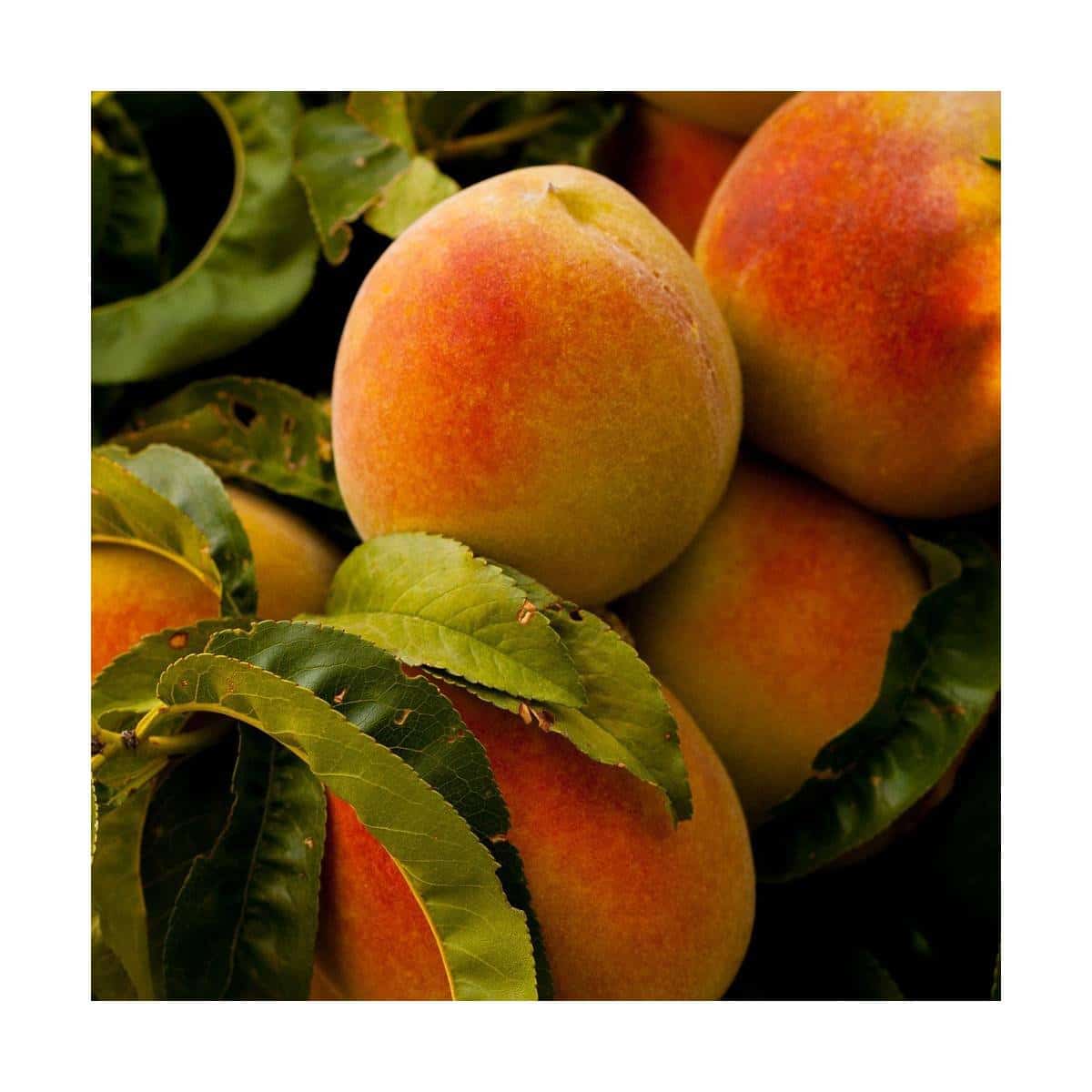 Prunus persica 'Amsden' / Pêcher Amsden - Photo 2