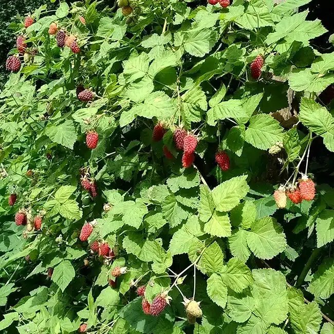 Mûre-framboise 'Loganberry' - rubus - Photo 1