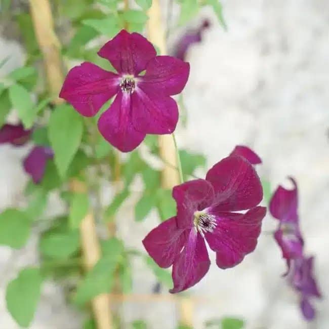 Clématite 'Royal Velours' - clematis viticella - Photo 2