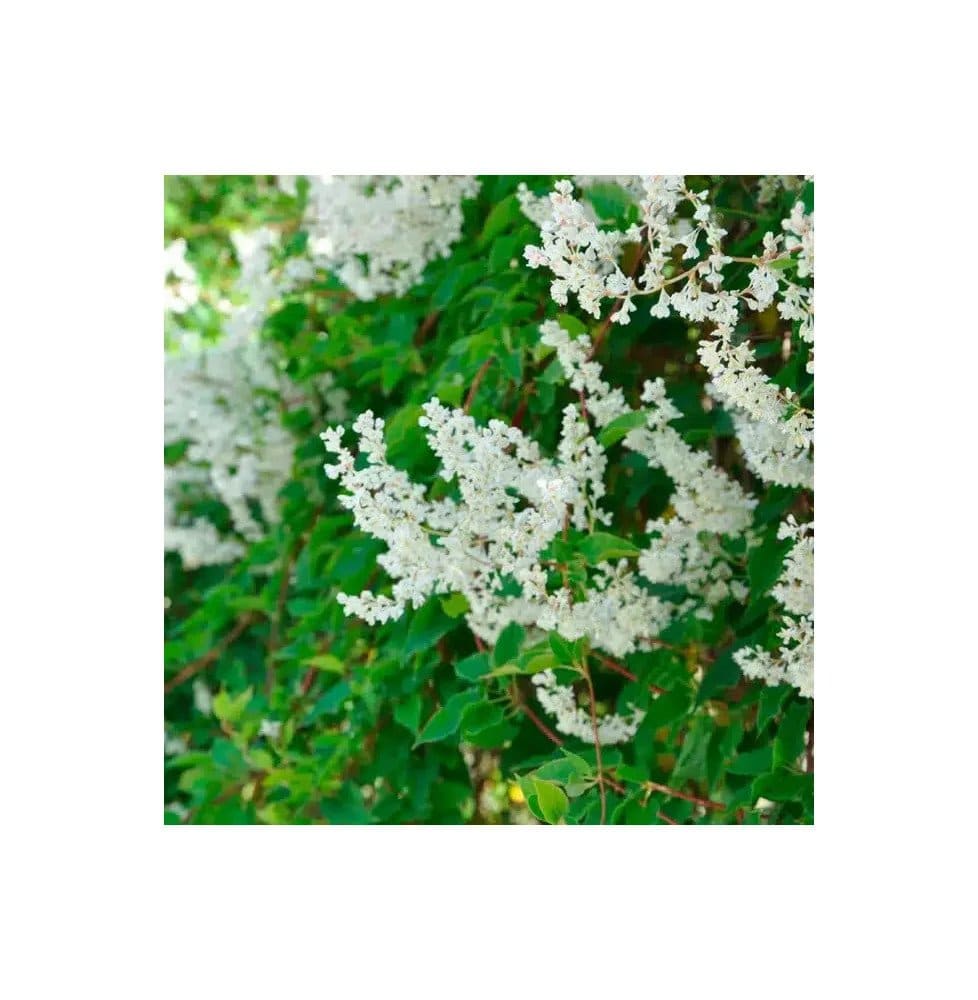 POLYGONUM aubertii / Renouée grimpante - Photo 2