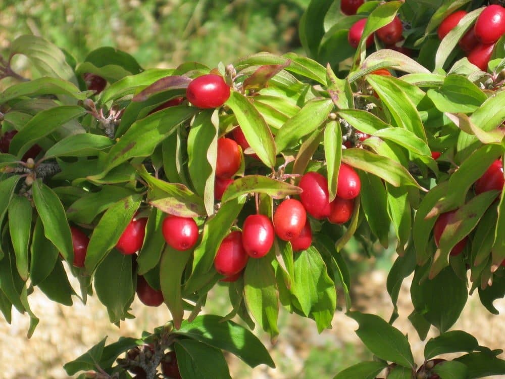 Cornus mas / Cornouiller mâle - Photo 3
