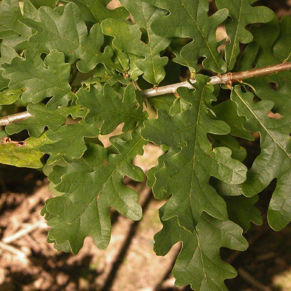 QUERCUS robur / Chêne pédonculé - Photo 2