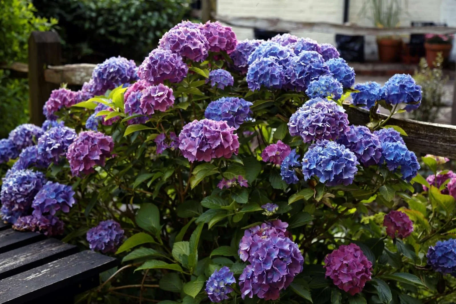 HYDRANGEA macrophylla 'Bodensee'/ Hortensia 'Bodensee'