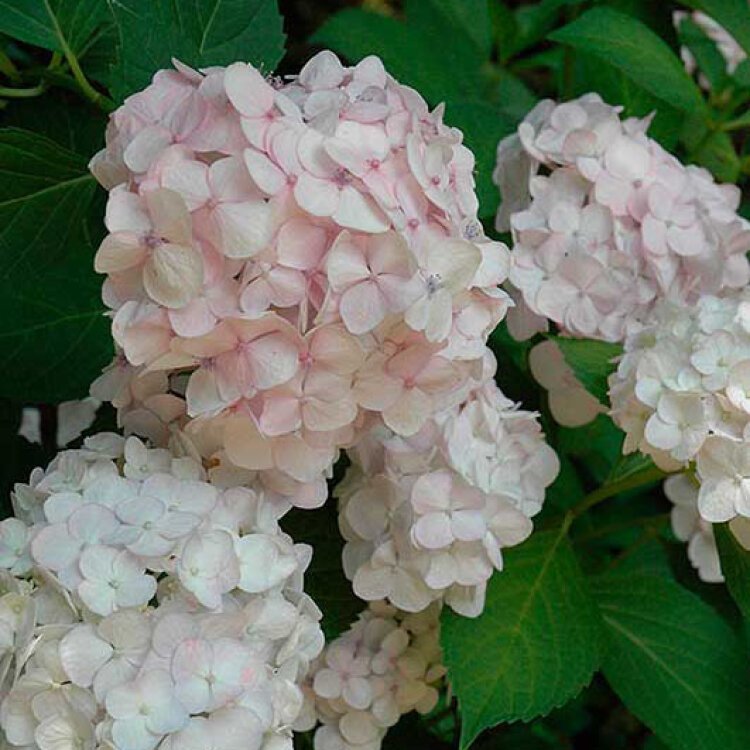 HYDRANGEA M. 'MME E. MOUILLÈRE' / Hortensia 'Madame Mouillère' - Photo 2