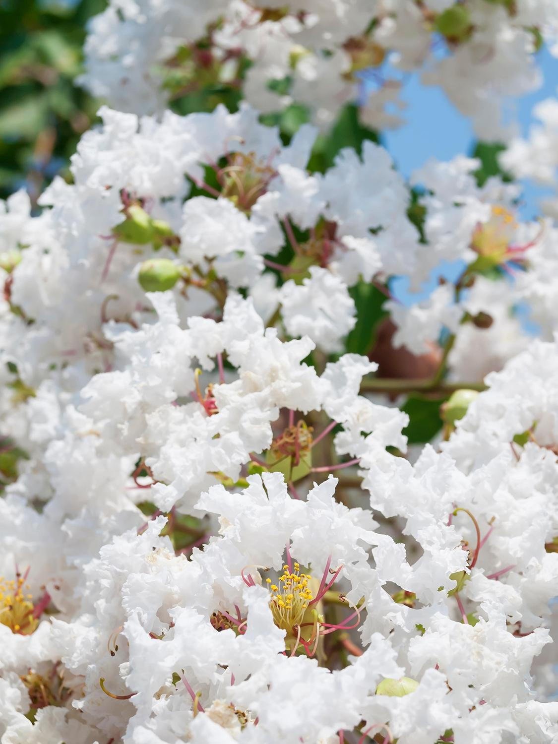 LAGERSTROEMIA indica 'Blanc' / Lilas des Indes 'Blanc' - Photo 1