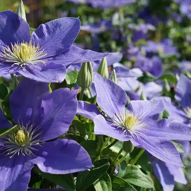 CLEMATIS 'Fuji Musume' - Clématite 'Fuji Musume' - Photo 3