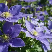 CLEMATIS 'Fuji Musume' - Clématite 'Fuji Musume' - Photo 3