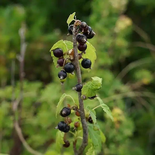 CASSISSIER 'Andega' - ribes nigrum - Photo 2