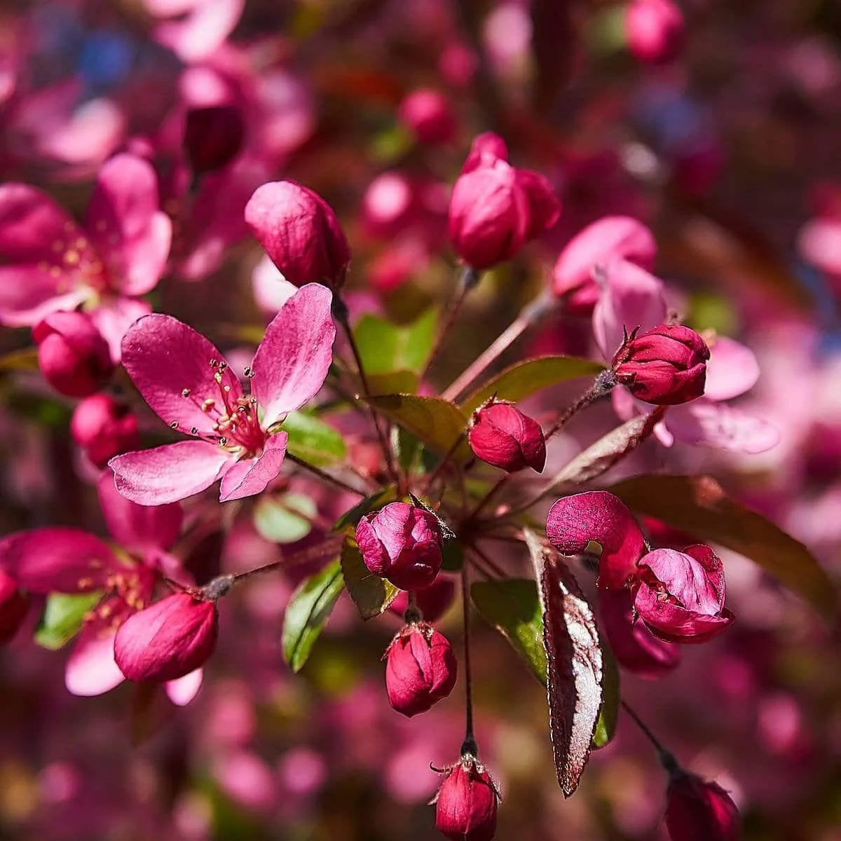 MALUS floribunda Coccinea® 'Courtarou' / Pommier Coccinea® 'courtarou'