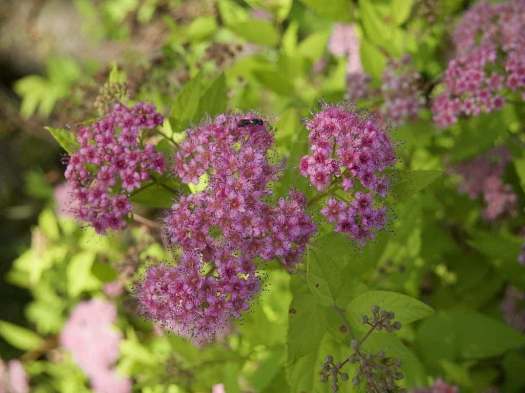 SPIRAEA japonica ‘Goldmound’ / Spirée japonaise 'Gold Mound' - Photo 2