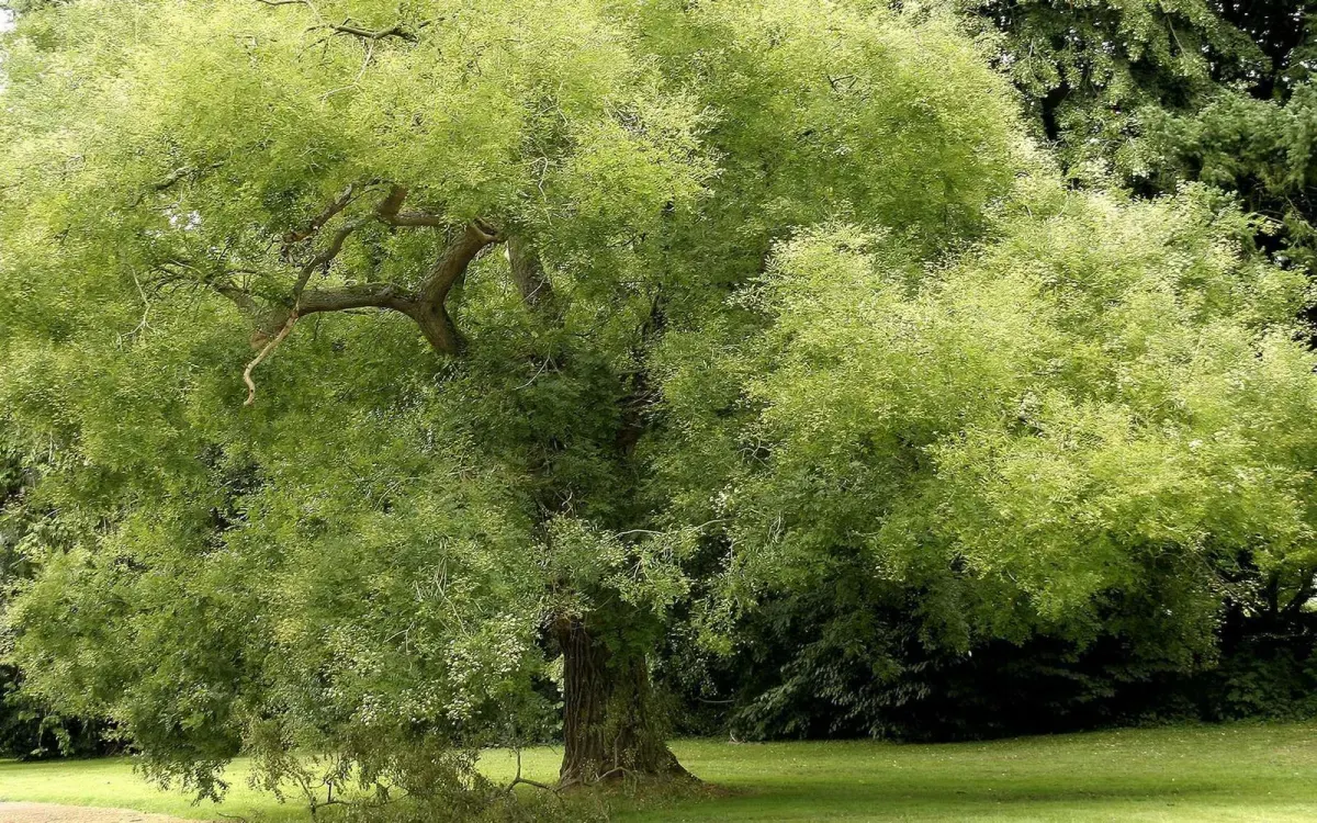 SOPHORA japonica / Arbre des pagodes - Photo 1