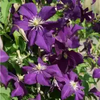 CLEMATIS viticella - Clématite 'Aotearoa' - Photo 3