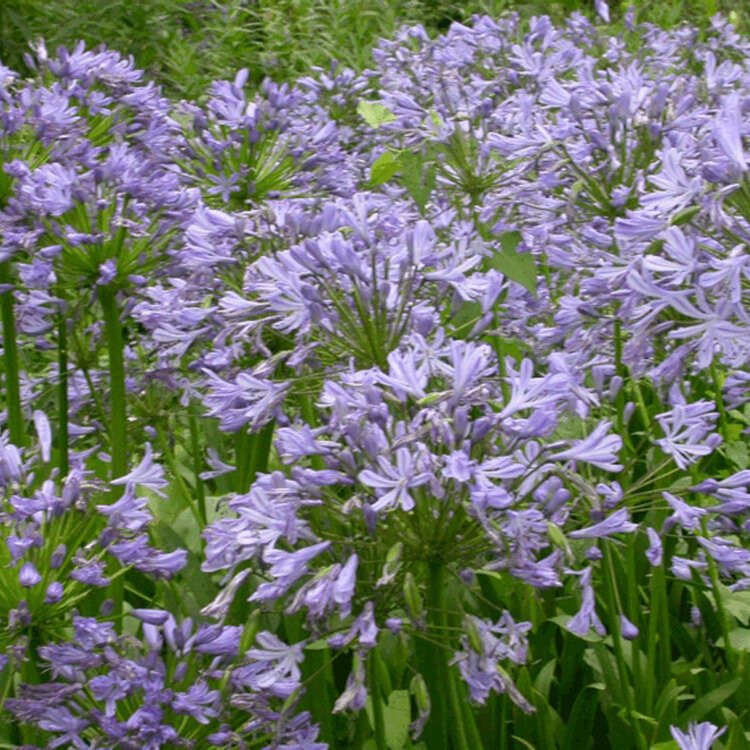 HELIANTHEMUM 'BEN HOPE' / Hélianthème - Photo 2