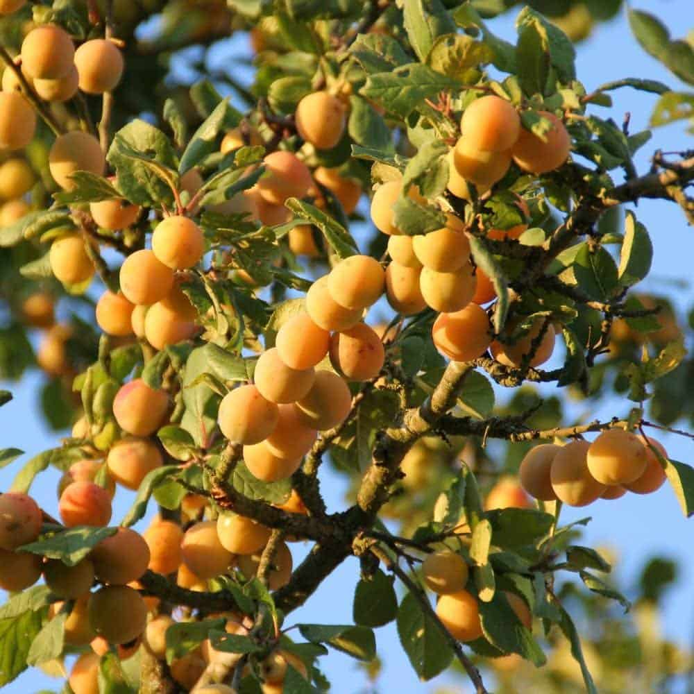 Prunus domestica 'Mirabelle de Nancy' / Mirabellier Mirabelle De Nancy - Photo 1