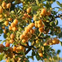 Prunus domestica 'Mirabelle de Nancy' / Mirabellier Mirabelle De Nancy - Photo 1