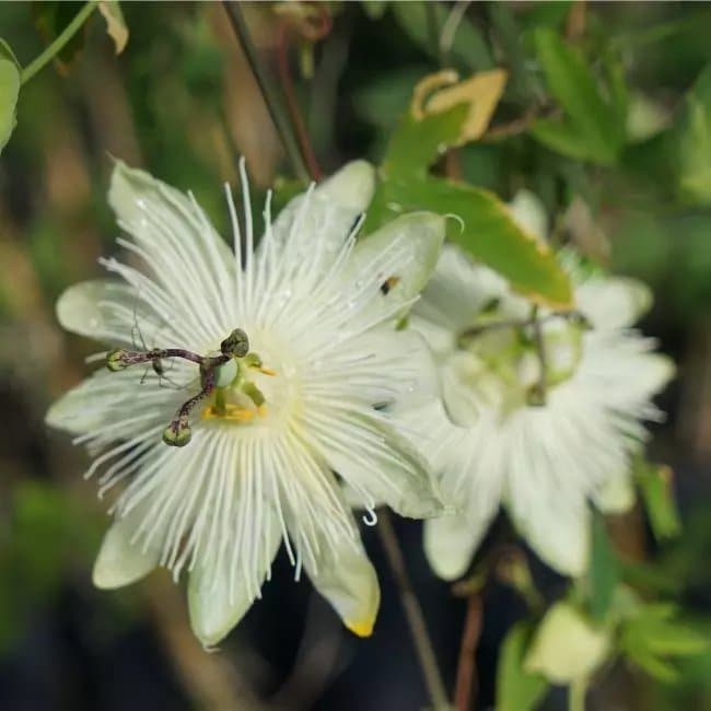 Passiflore Riverside® 'Snow Queen' - passiflora - Photo 1