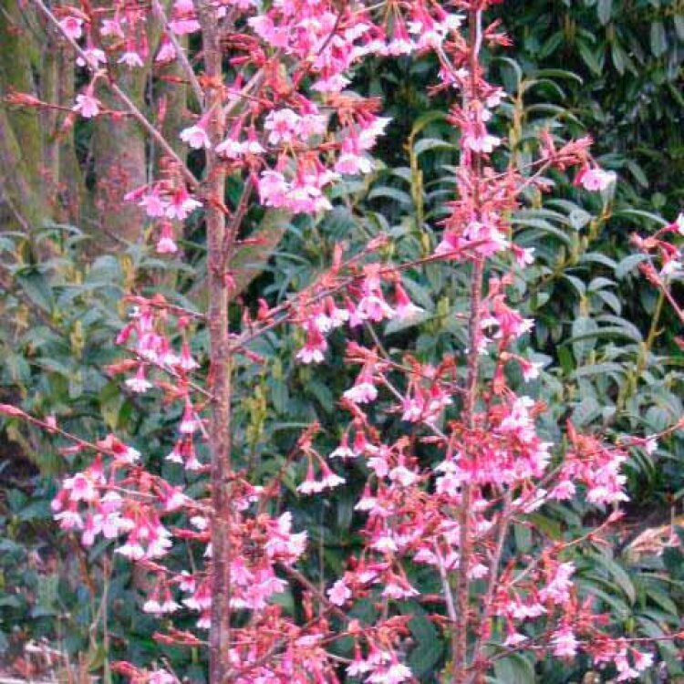 PRUNUS x ' Okame ' / Cerisier du Japon - Photo 1