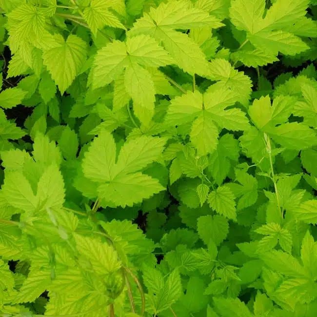 Houblon doré 'Aureus' - humulus - Photo 1