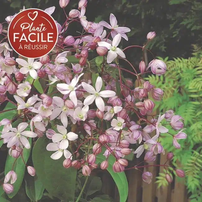 Clématite Armandii 'Hundersonii Rubra' - clematis - Photo 1