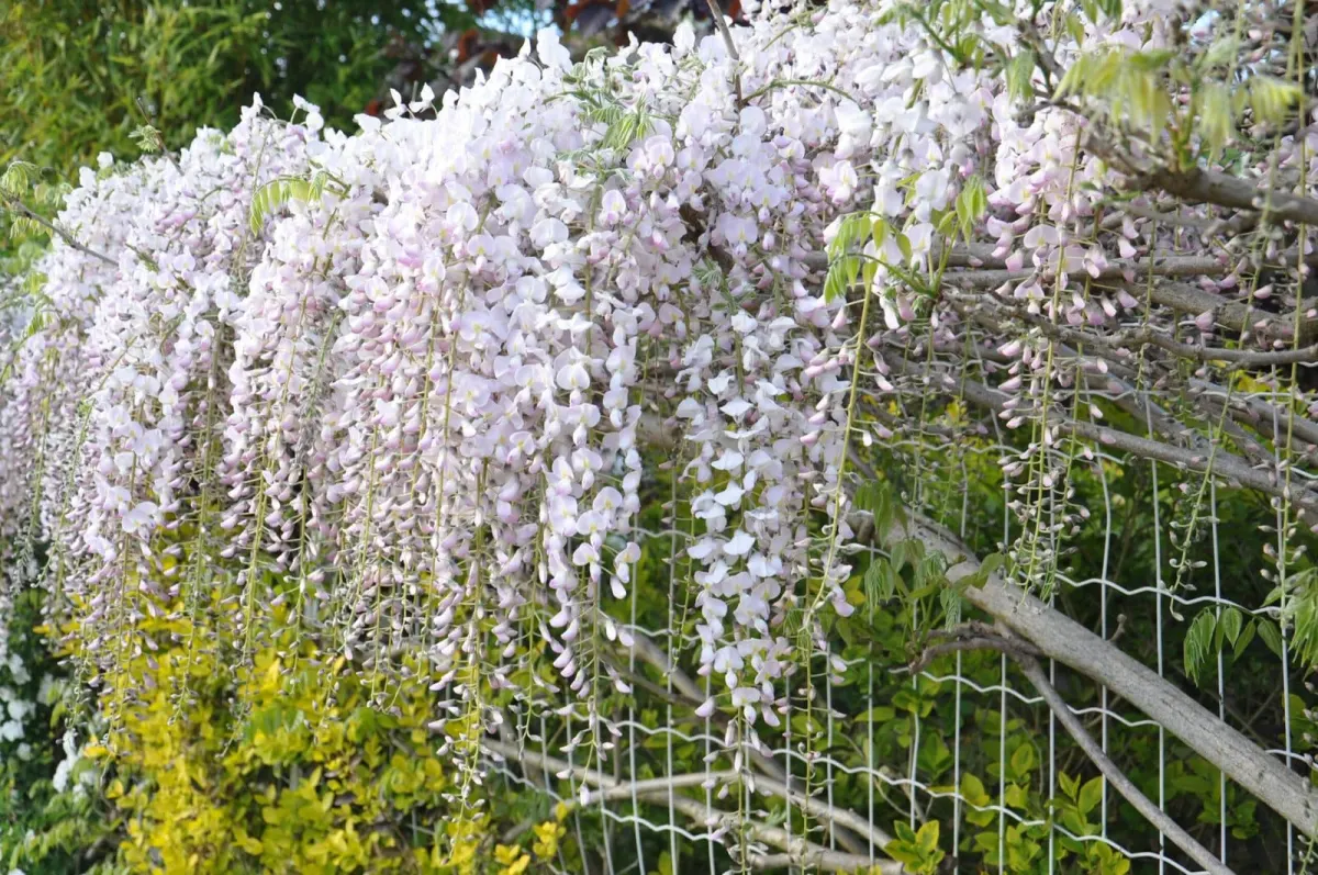 Glycine japonaise 'Rosea' / wisteria floribunda ‘Rosea’ - Photo 3
