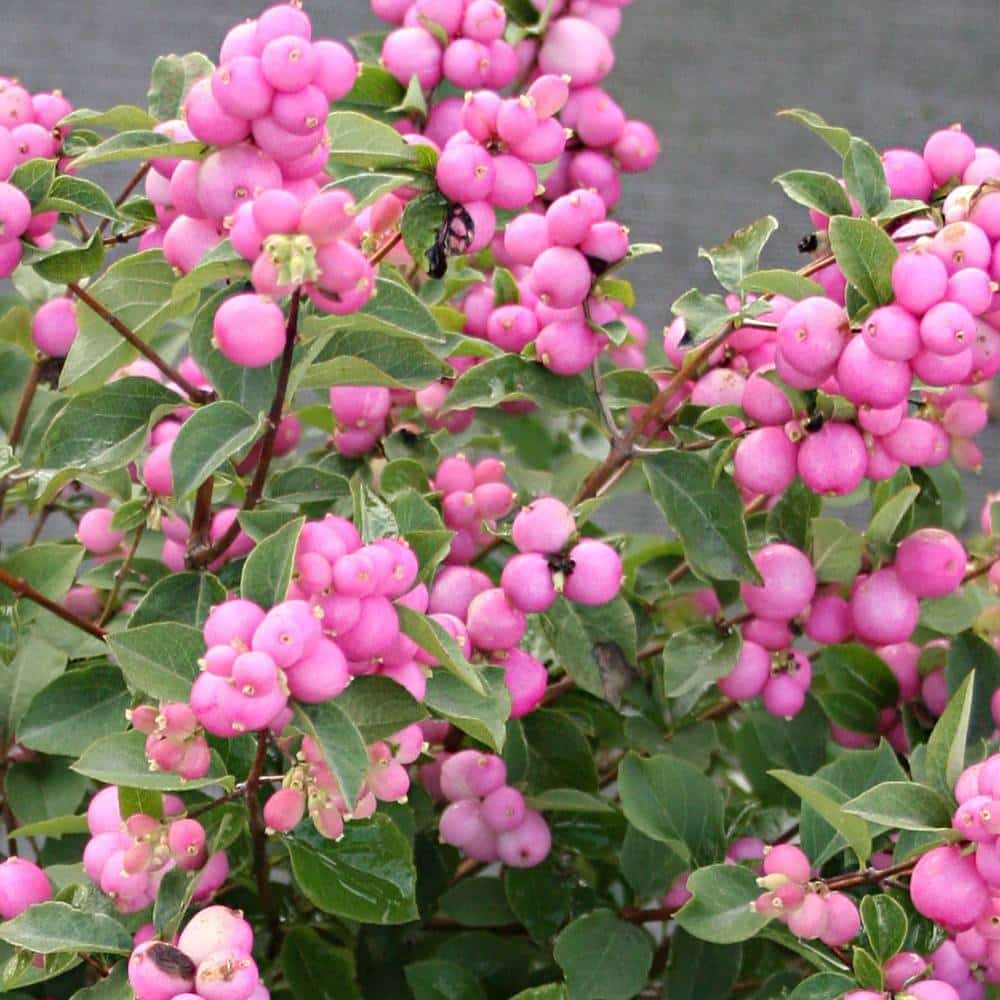 SYMPHORICARPOS x doorenbosii ‘Mother of Pearl’ / Symphorine 'Mother Of Pearl' - Photo 3