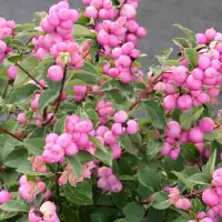 SYMPHORICARPOS x doorenbosii ‘Mother of Pearl’ / Symphorine 'Mother Of Pearl' - Photo 3
