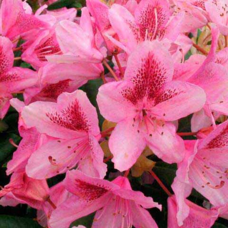 RHODODENDRON 'COSMOPOLITAN' / Rhododendron 'Cosmopolitan' - Photo 2