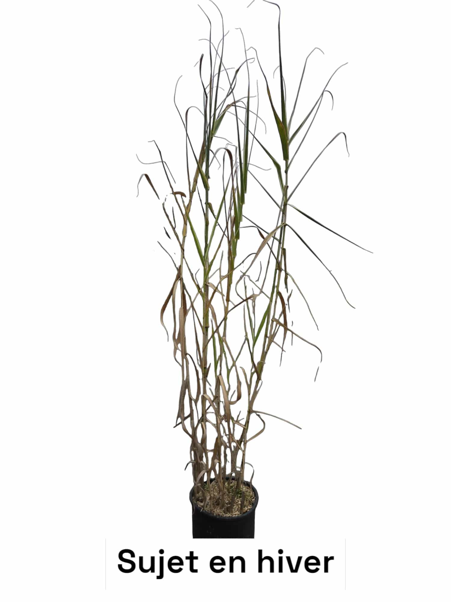 ARUNDO donax variegata / Arundo donax 'Variegata - Photo 3