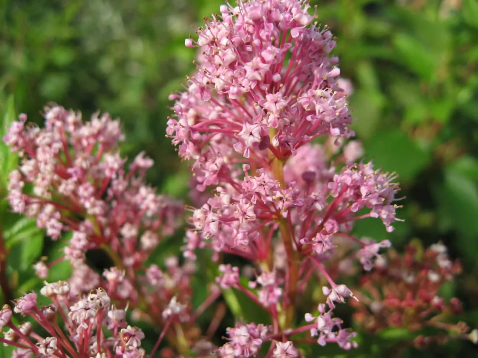 CEANOTHUS X palliadus ‘Perle rose’  / Céanothe 'Perle Rose'