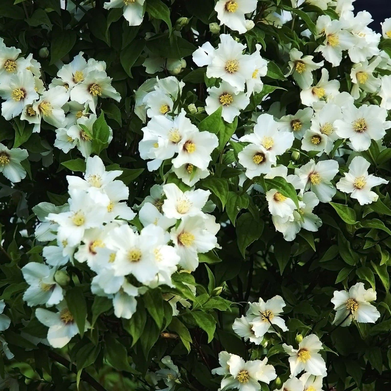 PHILADELPHUS ‘Belle Etoile’ / Seringat 'Belle Etoile' - Photo 3