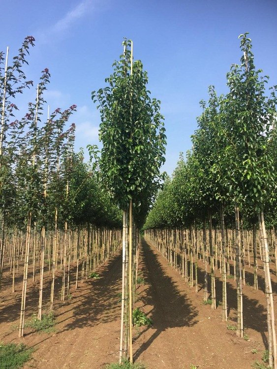 PYRUS calleryana ‘Chanticleer’ / Poirier d'ornement - Photo 4