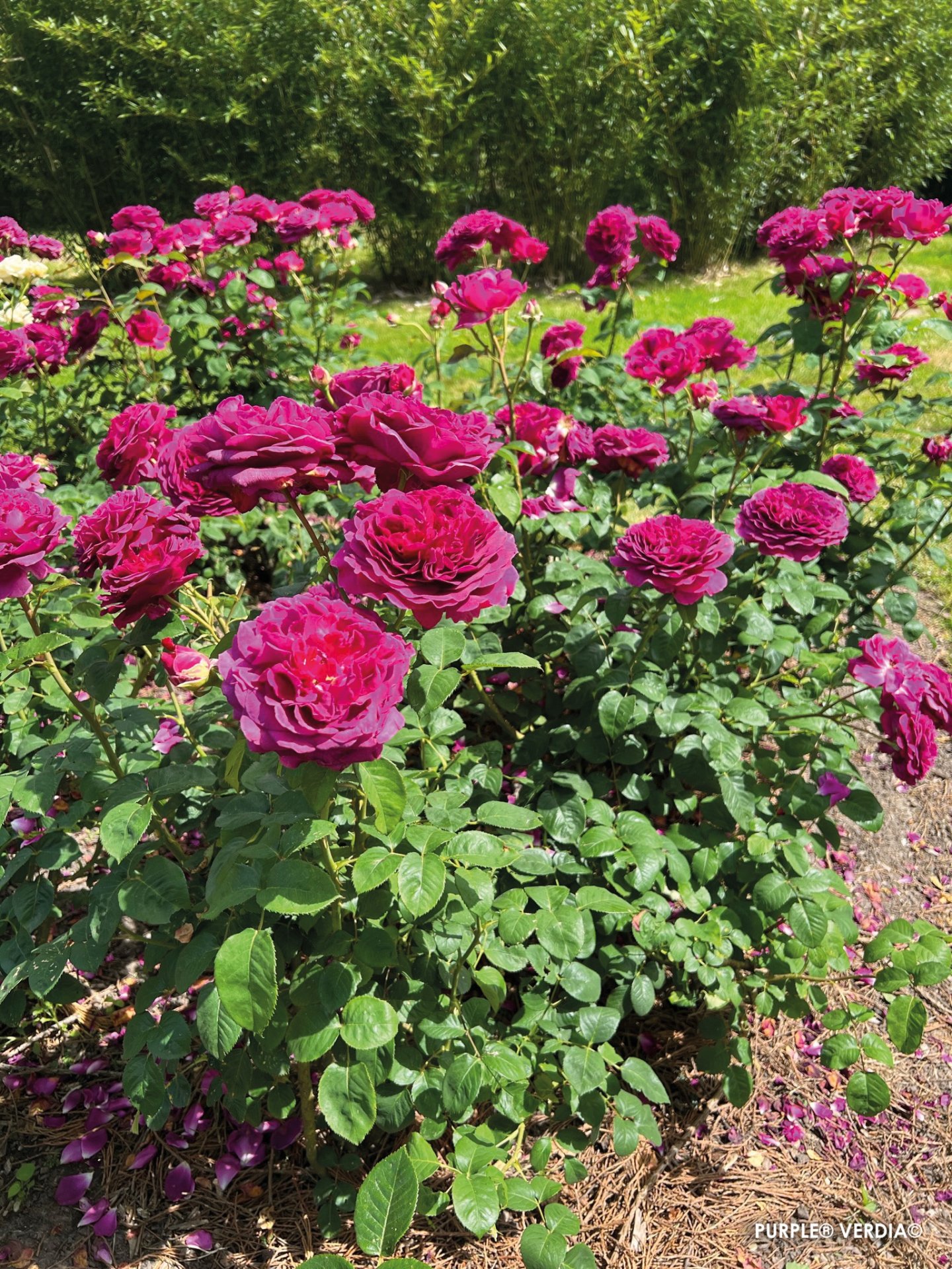 ROSIER buisson 'Purple voluptia' - Photo 7