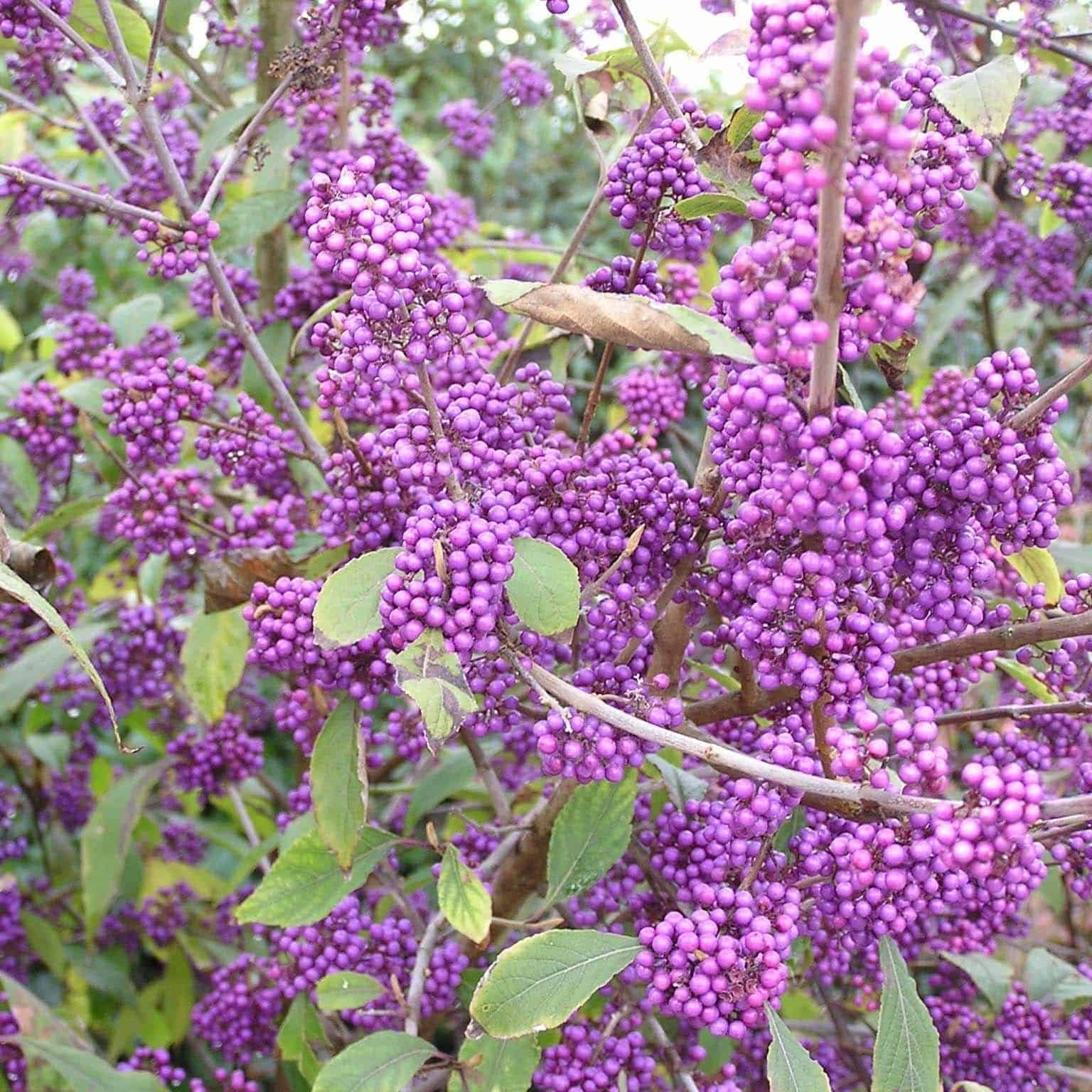 CALLICARPA bodinieri ‘Profusion’ / Arbuste aux bonbons 'Profusion - Photo 2