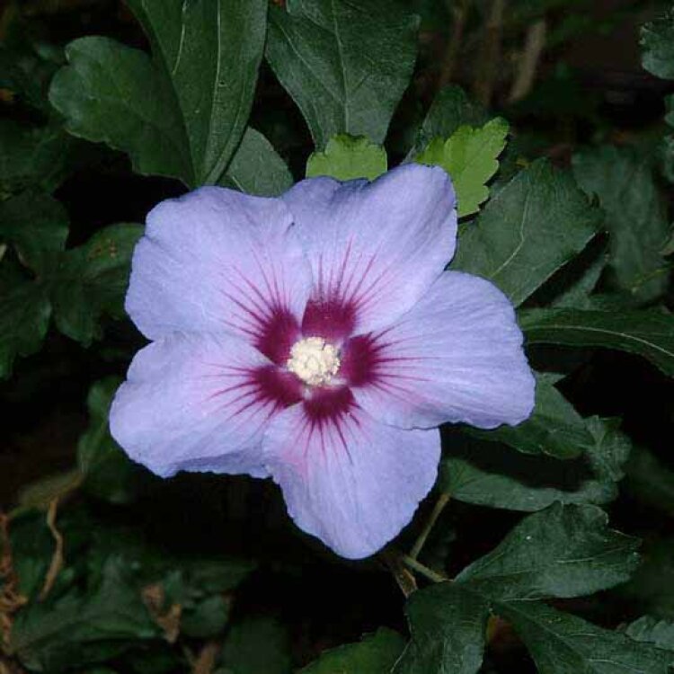 HIBISCUS syriacus 'Marina' / Mauve en arbre 'Marina  - Photo 1