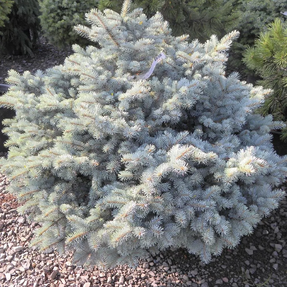 PICEA pungens ‘Glauca Globosa’ / Sapin bleu, Epicéa du Colorado 'Glauca Globosa' - Photo 1