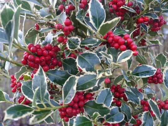 ILEX aquifolium ‘Argenteomarginata' / Houx commun panaché - Photo 2