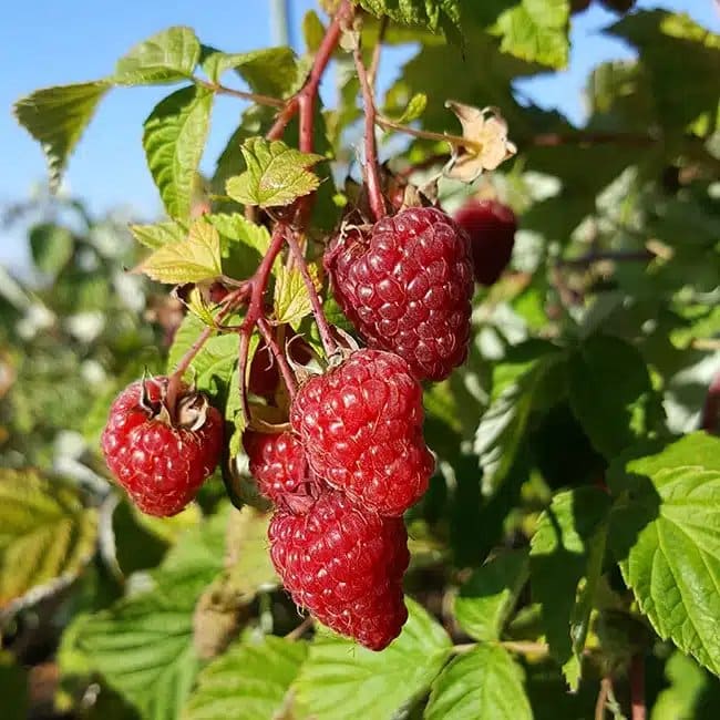 Framboisier remontant 'Zeva' - rubus idaeus - Photo 1