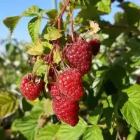 Framboisier remontant 'Zeva' - rubus idaeus - Photo 1