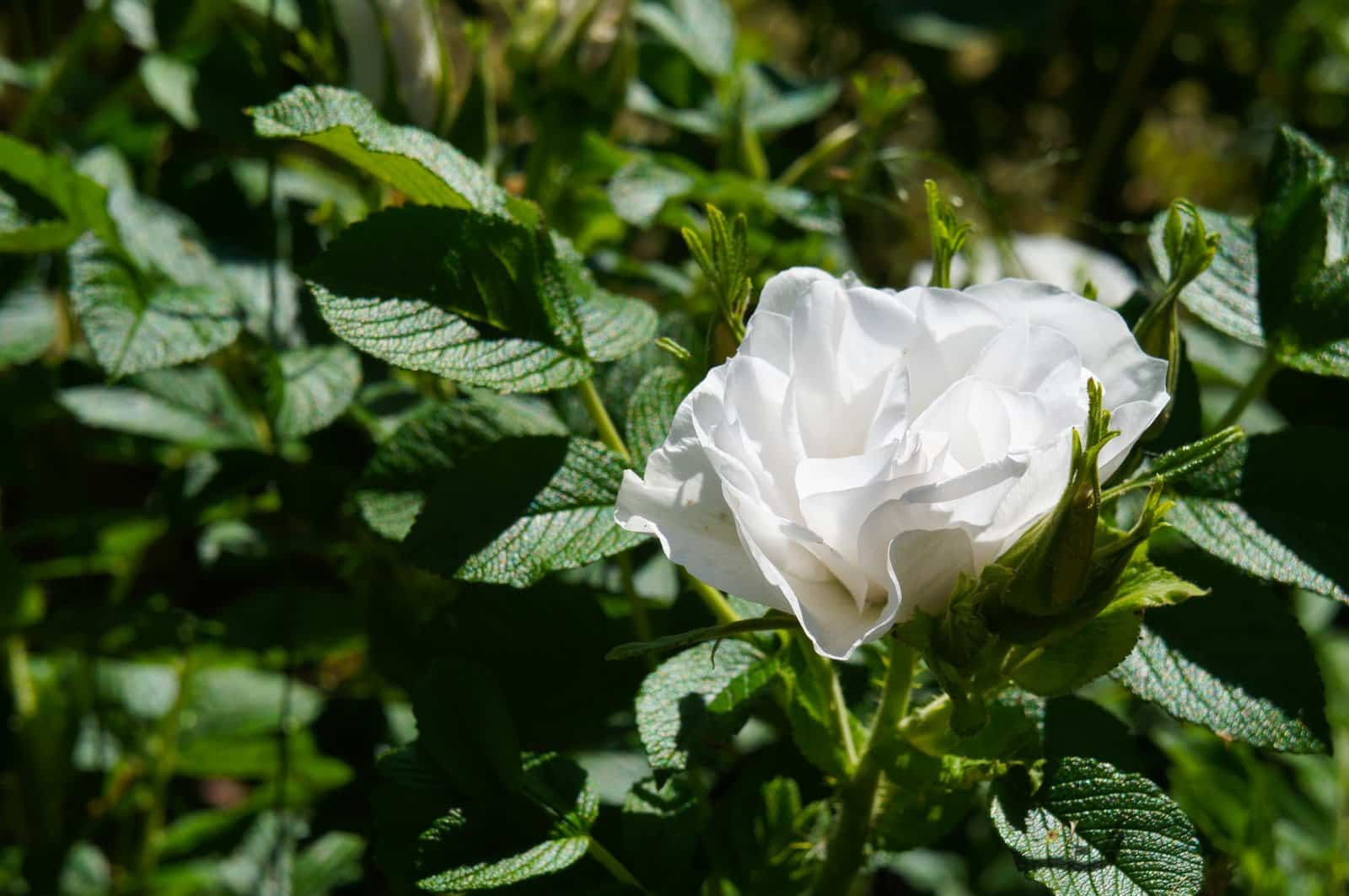 ROSA rugosa Alba / Rosier rugueux - Photo 2