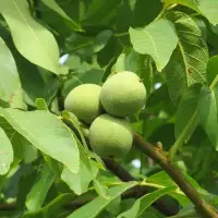 Juglans regia 'Ferjean' / Noyer 'Ferjean'