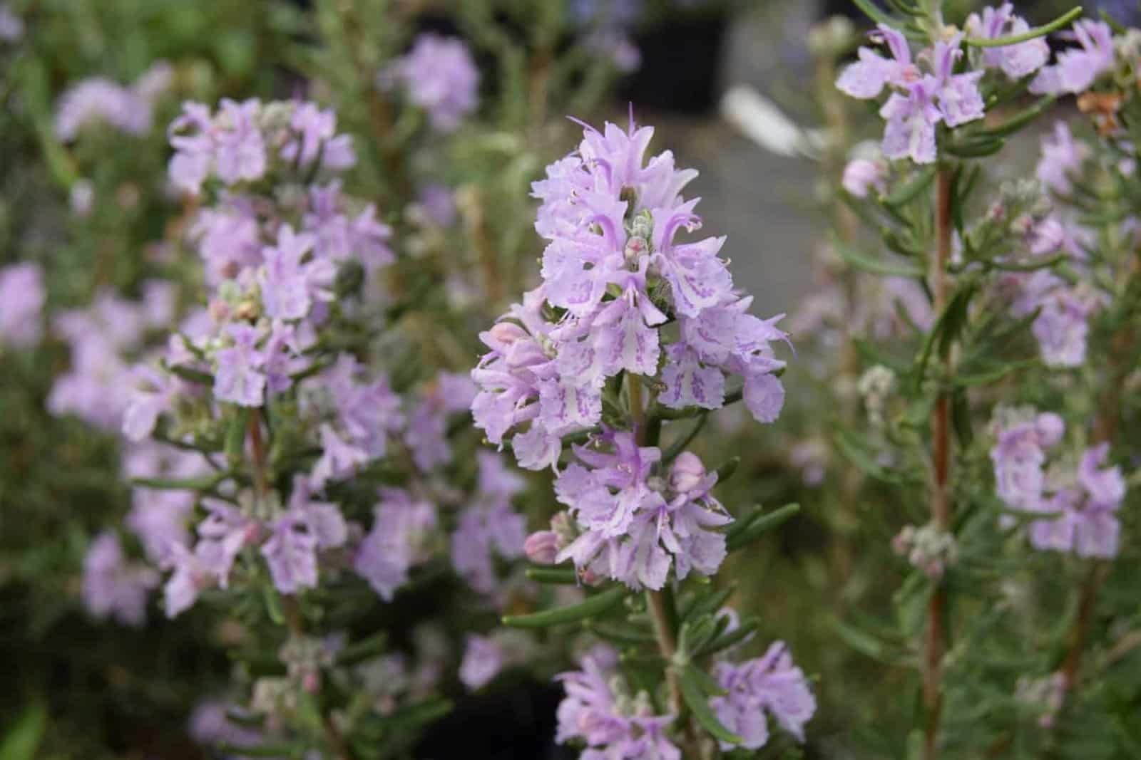 Rosmarinus officinalis 'Majorca Pink' / Rosmarinus officinalis 'Majorca Pink' - Photo 2