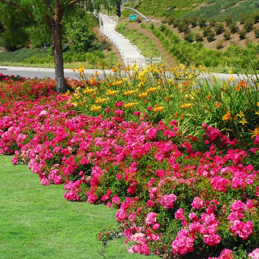 ROSIER décorosier 'Emera' (fuchsia) - Photo 3