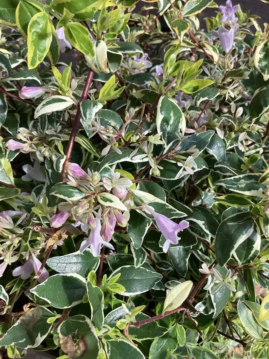 ABELIA grandiflora Hopley's / Abélia à grandes fleurs - Photo 2