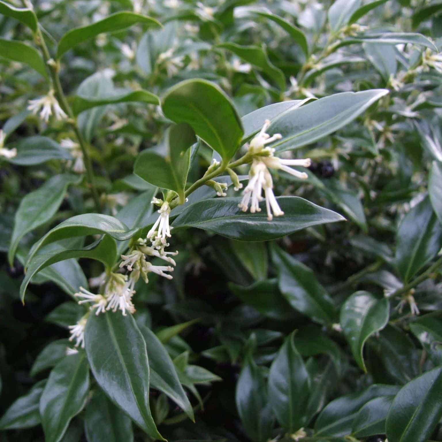 SARCOCOCCA ruscifolia / Sarcococca - Photo 2